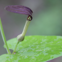 aristolochia_rotunda4md