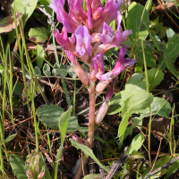 astragalus_monspessulanus4md