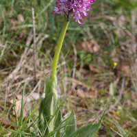 orchis_simia3md