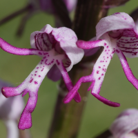 orchis_simia4md