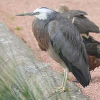 aigrette_a_face_blanche_-_egretta_novaehollandiae5md