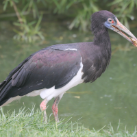 Ciconia abdimii (Cigogne d'Abdim)