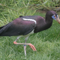 cigogne_d-abdim_-_ciconia_abdimii2md