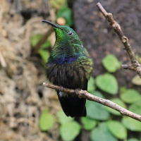 colibri_falle-vert_-_eulampis_holosericeus4md (Eulampis holosericeus)