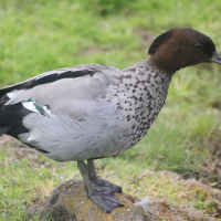 Dendrocygna eytoni (Dendrocygne d'Eyton)