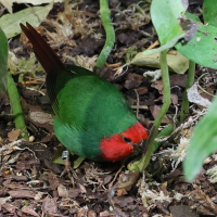 Erythrura psittacea (Diamant psittaculaire)