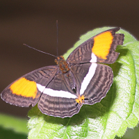 Adelpha cytherea ('Smooth-banded Sister')