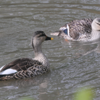 canard_a_bec_tachete_-_anas_poecilorhyncha4md