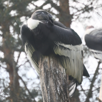 condor_des_andes_-_vultur_gryphus6md