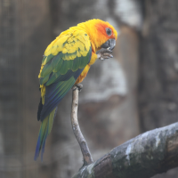 conure_soleil_-_aratinga_solstitialis3md (Aratinga solstitialis)