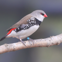 diamant_a_gouttelettes_-_stagonopleura_guttata3md (Stagonopleura guttata)
