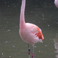 flamant_du_chili_-_phoenicopterus_chilensis1md