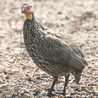 francolin_a_cou_jaune_-_pternistis_leucoscepus3md