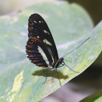 Heliconius atthis ('False Zebra Longwing')