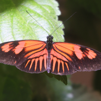 heliconius_melpomene3md