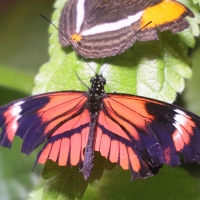 heliconius_melpomene4md