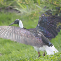 ibis_d-australie_-_threskiornis_spinicollis4md (Threskiornis spinicollis)