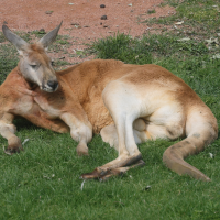 macropus_rufus5md