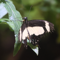 Papilio torquatus ssp tolus ('Torquatus Swallowtail')