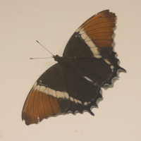 siproeta_epaphus4md