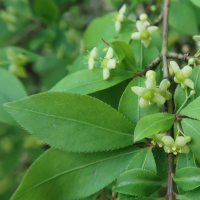 euonymus_alatus2md