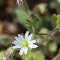 Cerastium pumilum (Céraiste nain)