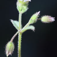 cerastium_pumilum2bd