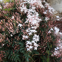 Jasminum polyanthum (Jasmin à nombreuses fleurs, Jasmin rose)