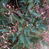 jasminum_polyanthum2md