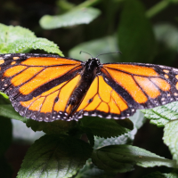 danaus_plexippus7bd