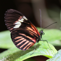 heliconius_doris2bd