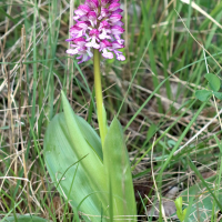 Orchis x hybrida (Orchis hybride)