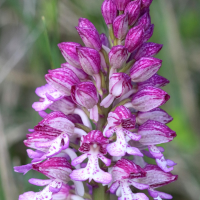 orchis_x_hybrida2bd