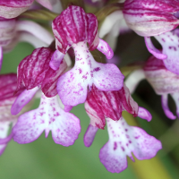 orchis_x_hybrida3bd