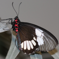 Parides eurimedes (Parides)