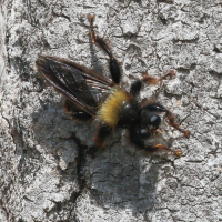 Laphria flava (Asile)