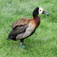 Dendrocygna viduata (Dendrocygne veuf)