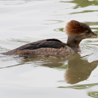 harle_couronne_-_lophodytes_cucullatus7bd