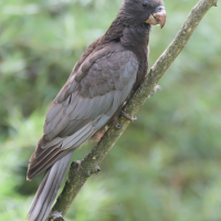 Coracopsis nigra (Vaza noir, Perroquet noir)