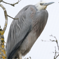 Egretta novaehollandiae (Aigrette à face blanche)