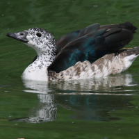 canard_a_bosse_-_sarkidiornis_melanotos3bd