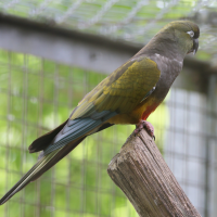 conure_de_patagonie_-_cyanoliseus_patagonius3bd