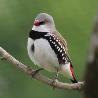 diamant_a_gouttelettes_-_stagonopleura_guttata1bd (Stagonopleura guttata)