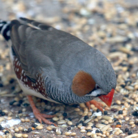 Taeniopygia castanotis (Mandarin d'Australie, Diamant mandarin (castanotis))