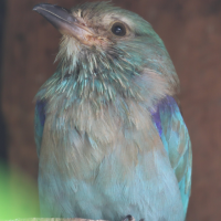 Coracias garrulus (Rollier d'Europe)