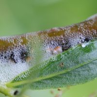 aphrophora_salicina_larv2md (Aphrophora salicina)