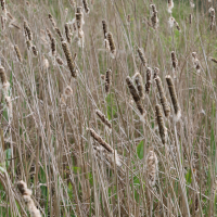 typha_latifolia7md