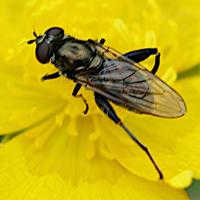 chalcosyrphus_nemorum2md