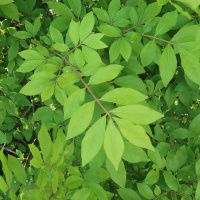 euonymus_alatus4md