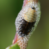 aphrophora_salicina_larv3md (Aphrophora salicina)